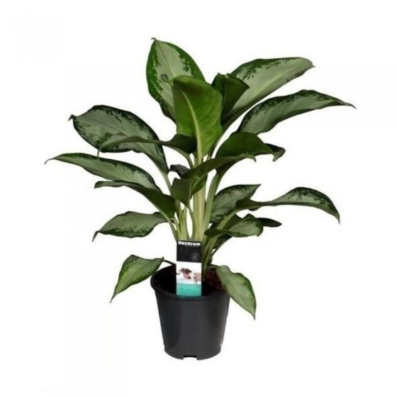 Αγλαόνημα Cleopatra