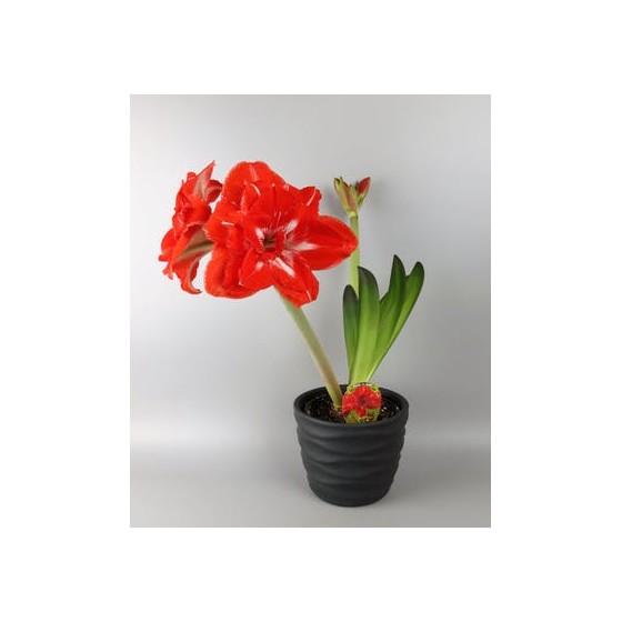 Amaryllis