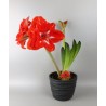 Amaryllis