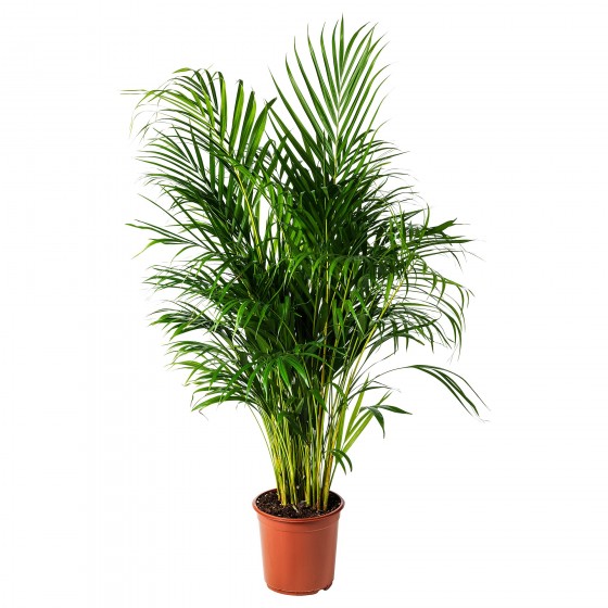 Areca Palm