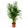 Areca Palm
